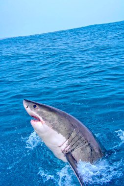Büyük Beyaz Köpekbalığı, Carcharodon Carcharias, Gansbaai, Batı Burnu, Güney Afrika, Afrika