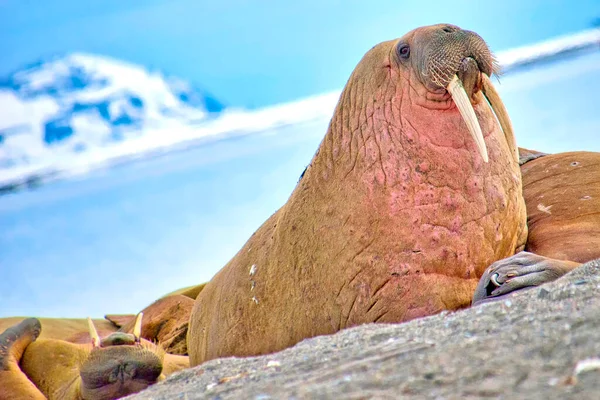 Dinlenen Mors Odobenus Rosmarus Arktik Svalbard Norveç Avrupa — Stok fotoğraf