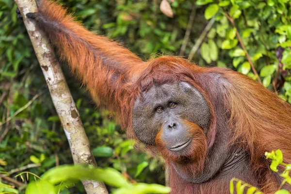 Orangutan Pongo Pygmaeus Park Narodowy Tanjung Puting Borneo Indonezja — Zdjęcie stockowe