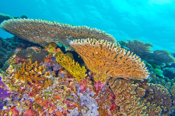 Recifes Corais Recifes Corais Atol South Ari Maldivas Oceano Índico — Fotografia de Stock