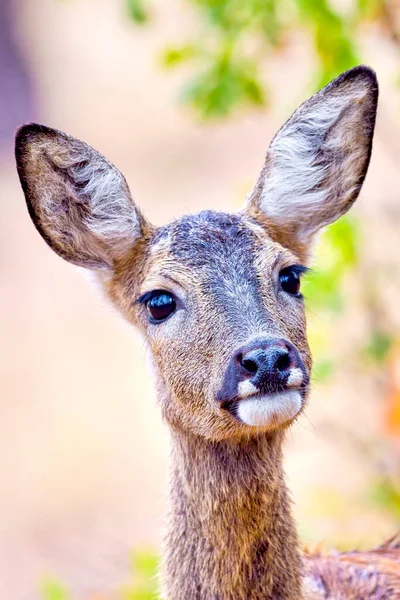 European Roe Deer Capreolus Capreolus Mediterranean Forest Castilla Leon Spain — Stock Photo, Image
