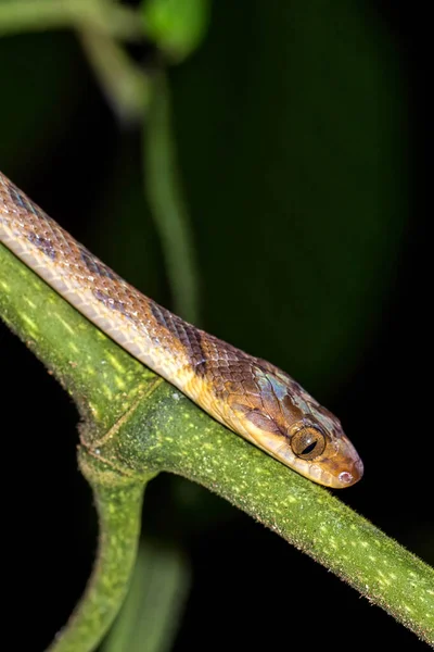 Mapepire Corde Violon Blunthead Tree Snake Imantodes Cenchoa Tropical Rainforest — Stock fotografie