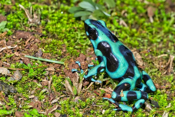 Grön Och Svart Poison Dart Frog Dendrobates Auratus Tropisk Regnskog — Stockfoto