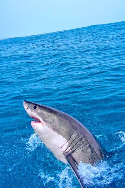 Большая Белая Акула Carcharodon Carcharias Ганьсбай Западный Кейп Южная Африка — стоковое фото