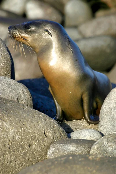 Galapagos Sea Lion Zalophus Wollebaeki Galapagos National Park Galapagos Eilanden — Stockfoto