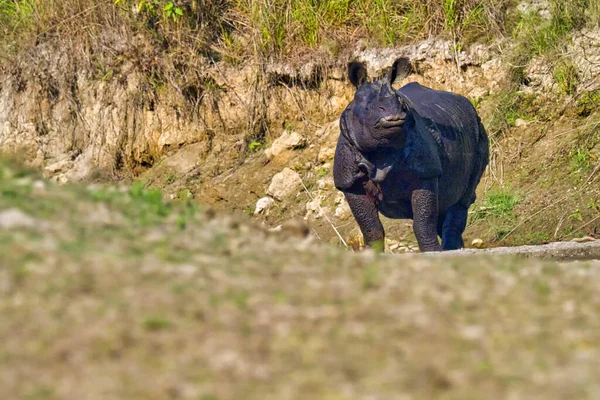 Великий Однорогий Rhinoceros Indian Rhinoceros Asian Rhino Rhinoceros Unicornis Wetlands — стокове фото