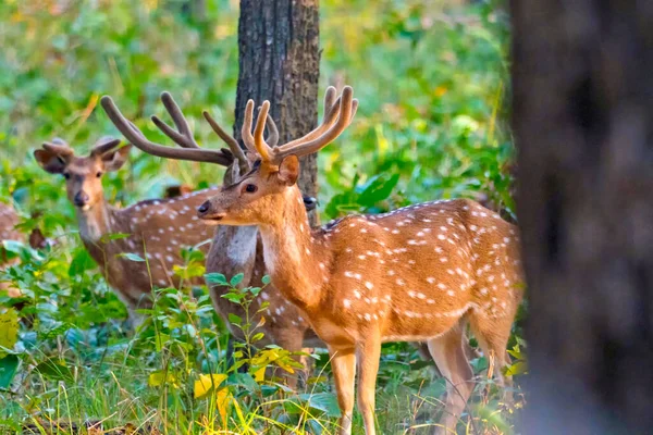 Spotted Deer Cheetal Axis Axis Axis Deer Royal Bardia National — ストック写真