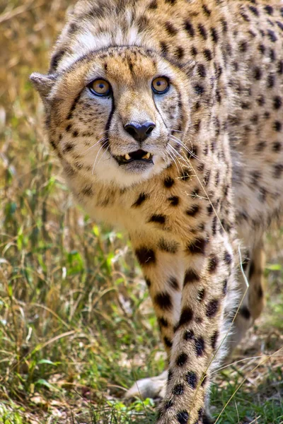 Gepard Acinonyx Jubatus Wildtierreservat Südafrika Afrika — Stockfoto