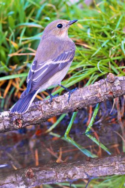 Pied Flycatcher, Ficedula hypoleuca, Forest Pond, Akdeniz Ormanı, Kastilya ve Leon, İspanya, Avrupa