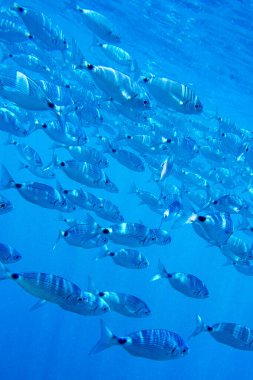 Sadled Seabream, Saddled Bream, Oblade, Oblada melanura, Cabo Cope-Puntas del Calnegre Doğal Parkı, Akdeniz, Murcia, İspanya, Avrupa