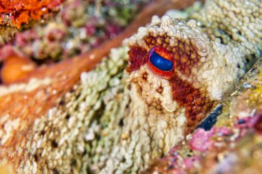 Ortak Octopus, Octopus vulgaris, Cabo Cope-Puntas del Calnegre Doğal Parkı, Akdeniz, Murcia, İspanya, Avrupa