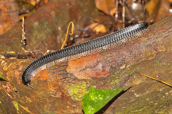 Millepede Cylindroiulus Parque Nacional Sinharaja Floresta Tropical Patrimônio Mundial Unesco — Fotografia de Stock