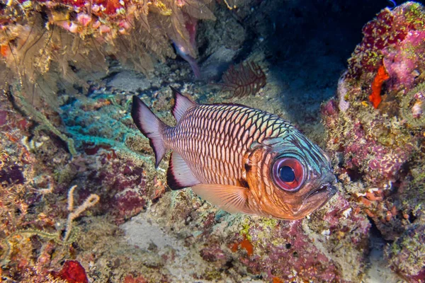 Bronze Soldatenfisch Myripristis Adusta Nord Ari Atoll Malediven Indischer Ozean — Stockfoto