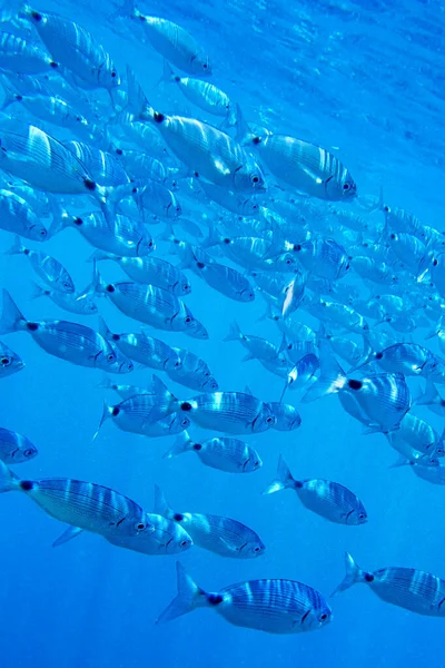 Sadled Seabream, Saddled Bream, Oblade, Oblada melanura, Cabo Cope-Puntas del Calnegre Doğal Parkı, Akdeniz, Murcia, İspanya, Avrupa