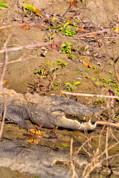 Грабитель Крокодил Crocodylus Palustris Wetlands Royal Bardia National Park Bardiya — стоковое фото
