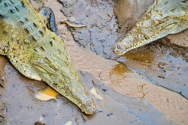 Αμερικανικός Κροκόδειλος Crocodylus Acutus Τροπικό Τροπικό Δάσος Κόστα Ρίκα Κεντρική — Φωτογραφία Αρχείου