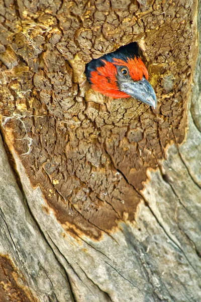 Schwarzhalsbarbet Lybius Torquatus Okavango Delta Botswana Afrika — Stockfoto