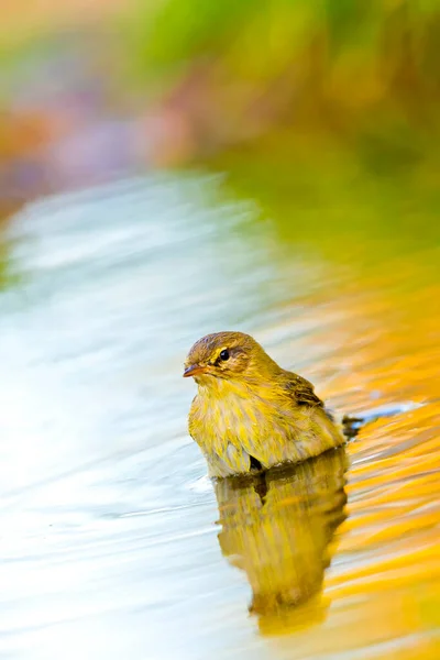 Willow Warbler Phylloscopus Trochilus Forest Pond Mediterranean Forest Castile Leon — 스톡 사진