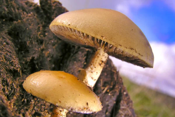 Wild Mushroom Национальный Парк Гвадаррама Сеговия Кастель Леон Испания Европа — стоковое фото