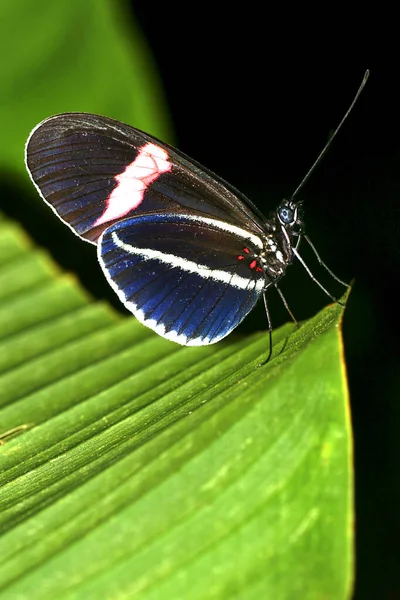 Trópusi Pillangó Trópusi Esőerdő Napo Folyó Medencéje Amazonia Ecuador Amerika — Stock Fotó