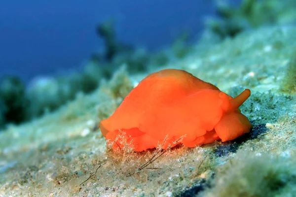 Sea Slug Berthella Aurantica Parque Natural Cabo Cope Puntas Del — Fotografia de Stock