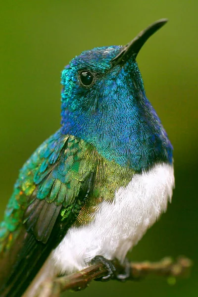 Koliber Maquipucuna Cloud Forest Reserve Prowincja Pichincha Ekwador Stany Zjednoczone — Zdjęcie stockowe