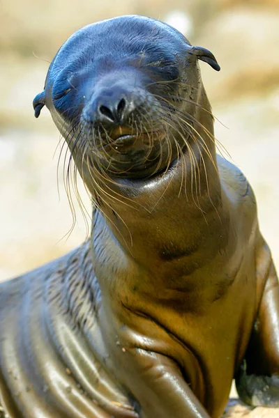 Galapagos Sea Lion, Zalophus wollebaeki, Galapagos National Park, Galapagos Islands, UNESCO World Heritage Site, Ecuador, America