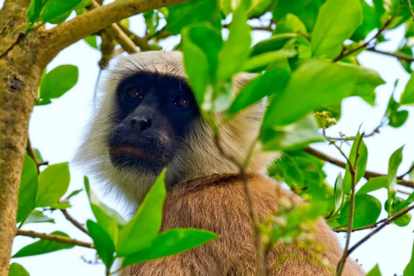 Tarai Gray Langur Semnopithecu Hector Cercopithecidae Royal Bardia National Park — Foto de Stock