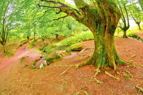 Otzarreta Beech Forest Parque Natural Gorbeia Bizkaia País Basco Espanha — Fotografia de Stock