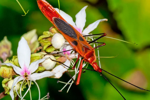 Osłona Bug Chust Bug Las Riverine Park Narodowy Royal Bardia — Zdjęcie stockowe