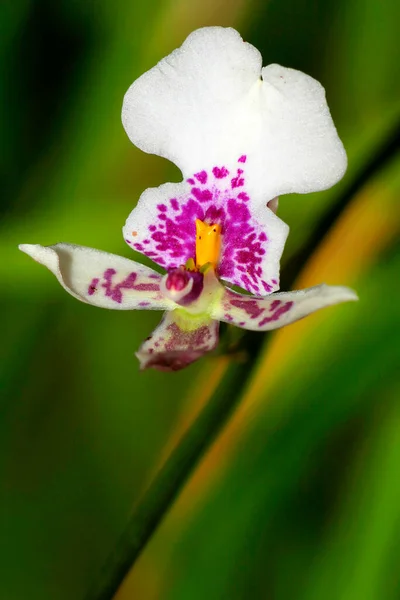 Orchidea Tropikalna Orchidaceae Tropikalny Las Deszczowy Amazonia Ekwador Ameryka — Zdjęcie stockowe