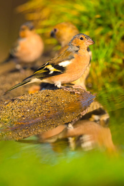 chaffinch, fringilla coelebs, forest pond, medanean forest, castile and leon, spain, europe