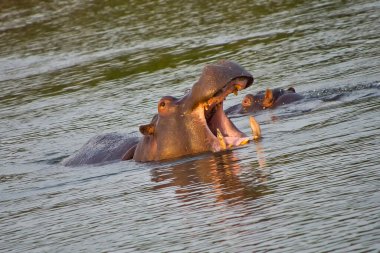 Hippopotamus, Hippopotamus amfibi, Kruger Ulusal Parkı, Güney Afrika, Afrika