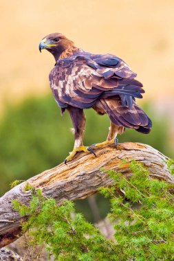 Altın Kartal, Aquila Chrysaetos, Akdeniz Ormanı, Kastilya ve Leon, İspanya, Avrupa