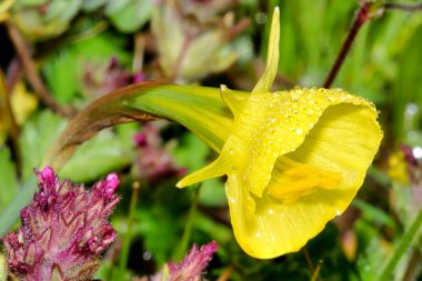 Petticoat Daffodil, Narcissus bubocodium, Guadarrama Ulusal Parkı, Segovia, Kastilya ve Leon, İspanya, Avrupa