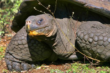 Galapagos Dev Kaplumbağa, Chelonoidis Nigra, Galapagos Ulusal Parkı, Galapagos Adaları, UNESCO Dünya Mirası Alanı, Ekvador, Amerika