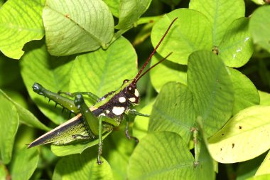 Tropik Çekirge, Yağmur Ormanı, Napo Nehri Havzası, Amazonia, Ekvador, Amerika