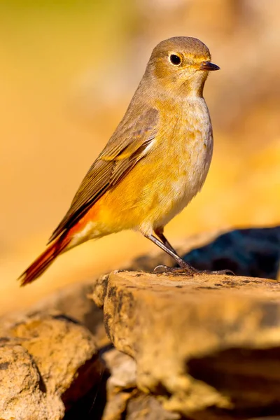 Female Redstart Phoenicurus Phoenicurus Mediterranean Forest Castela Leão Espanha Europa — Fotografia de Stock