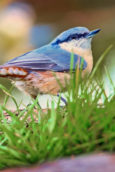 Nuthatch Sitta Europea Forest Pond Medelhavsskogen Kastilien Och Leon Spanien — Stockfoto