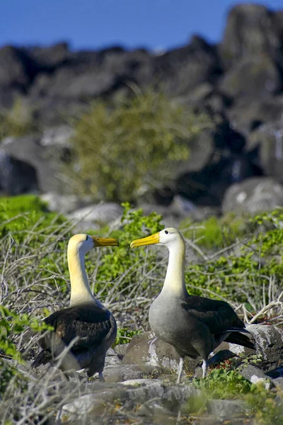 Waved Albatross Galapagos Albatross Phoebastrria Irrorata Galapagos Nemzeti Park Galapagos — Stock Fotó