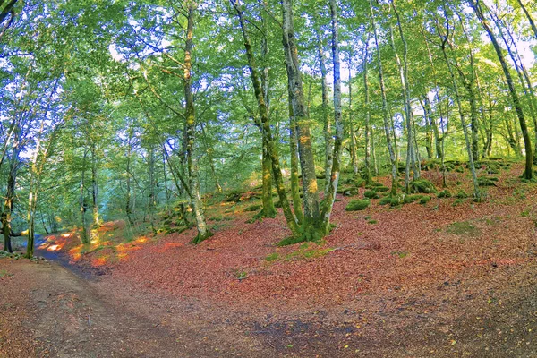 Boslandschap Natuurpark Valderejo Valdegovia Alava Baskenland Spanje Europa — Stockfoto