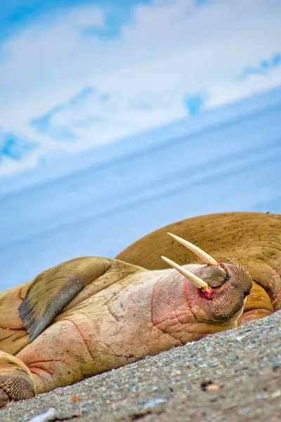 Walrus Odobenus Rosmarus Arctisch Gebied Spitsbergen Noorwegen Europa — Stockfoto