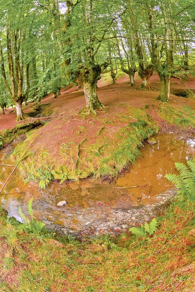 Otzarreta Beech Forest Parque Natural Gorbeia Bizkaia País Basco Espanha — Fotografia de Stock