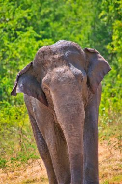 Sri Lanka Fili, Elephas maximus maximus, Kaudulla Ulusal Parkı, Sri Lanka, Asya