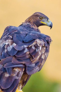 Altın Kartal, Aquila Chrysaetos, Akdeniz Ormanı, Kastilya ve Leon, İspanya, Avrupa