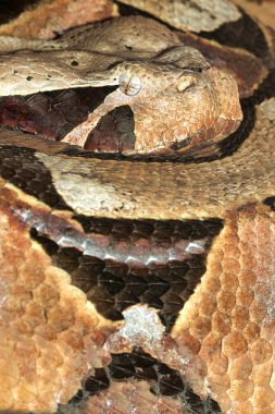 Gaboon Adder, Gabon Viper, Butterfly Adder, Forest Puff Adder, Chobe Ulusal Parkı, Botswana, Afrika