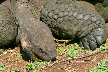 Galapagos Dev Kaplumbağa, Chelonoidis Nigra, Galapagos Ulusal Parkı, Galapagos Adaları, UNESCO Dünya Mirası Alanı, Ekvador, Amerika