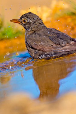 Blackbird, Turdus merula, Orman Göleti, Akdeniz Ormanı, Kastilya ve Leon, İspanya, Avrupa
