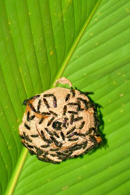 Yabanarısı Yuvası, Tropikal Yağmur Ormanı, Napo Nehri Havzası, Amazonia, Ekvador, Amerika