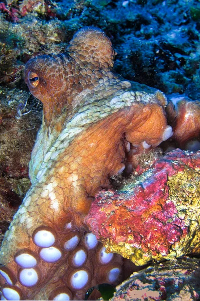 Common Octopus Octopus Vulgaris Cabo Cope Puntas Del Calnegre Natural — Stock Photo, Image